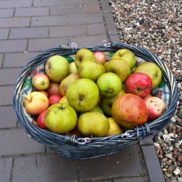 „Der Apfel fällt nicht weit vom Stamm.“