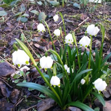 Frühjahrsputz im Vorgarten