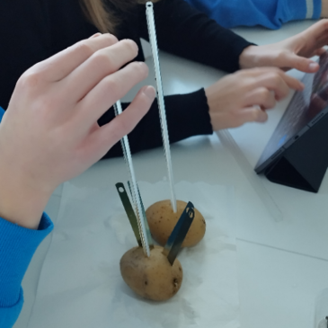 Biologie in Klasse 9: Forschung mit Kartoffeln