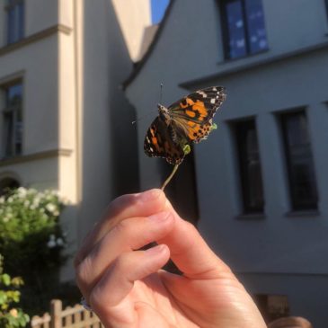 Vorschule entlässt Schmetterlinge in die Freiheit…