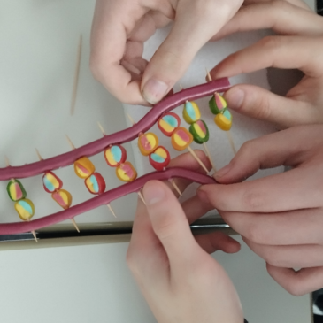 Wissenschaft zum Genießen – Klasse 10 kreiert DNA-Strukturmodelle aus Süßigkeiten
