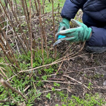 Im Märzen, der Bauer – VorschülerInnen arbeiten im Garten auf dem Bauernhof in Pölchow