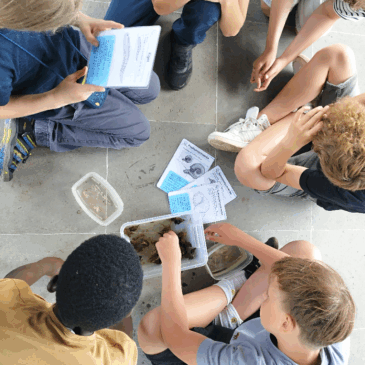 Klassen 5 und 6 erforschen das Leben in Kleingewässern