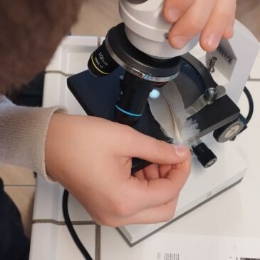 NAWI-Unterricht in den Klassen 5 und 6: Die Magie der Vogelfeder